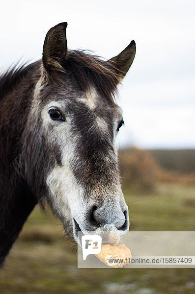 Porträt Pferd beim Essen mit Blick in die Kamera