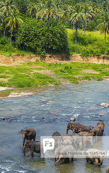 Elefanten beim Baden in einem Fluss in Sri Lanka