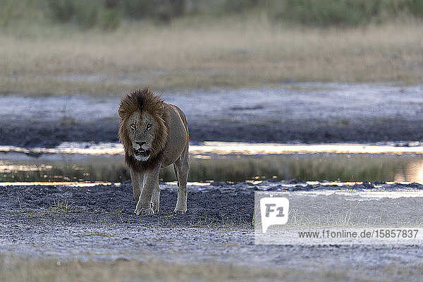ein Löwe läuft  der in der Dämmerung in der Nähe eines Teiches in unsere Richtung schaut
