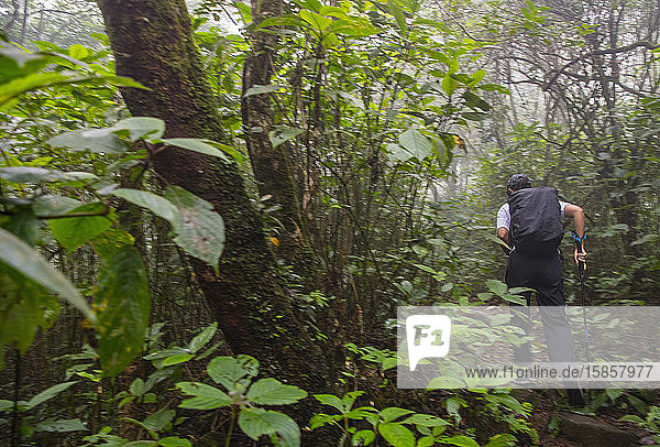 Frau wandert durch den Regenwald in Zentral-Sri Lanka