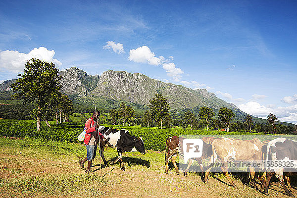 Teeplantagen an den unteren Hängen des Mount Mulanje in Malawi  Afrika  mit einem Bauern  der seine Kühe hütet.