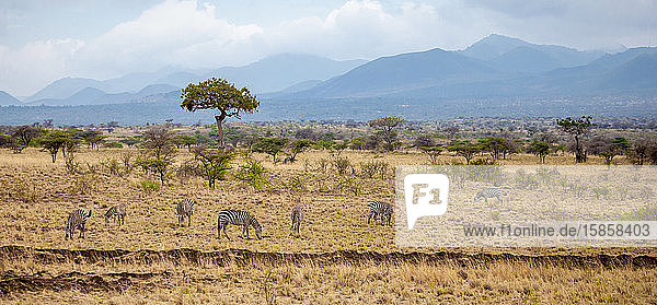 Landschaft in Kenia  mit Tieren  Bäumen und Hügeln