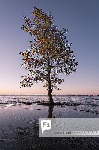 Einsamer Baum im Wasser am Ufer des Lake Ontario bei Sonnenaufgang.