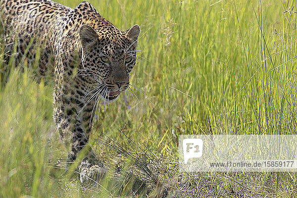 during a beautiful sunny day  a leopard patrols his territory