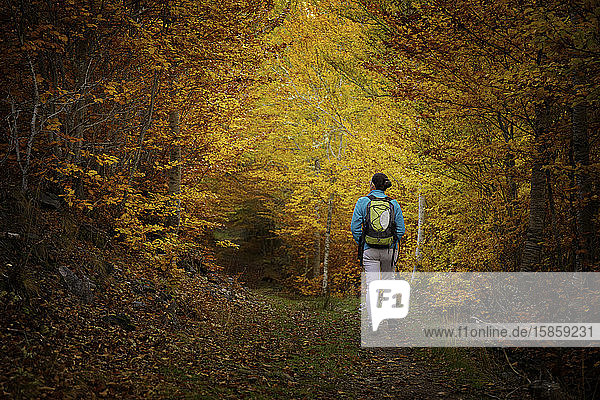 Woman hiking in a beautiful autumn forest