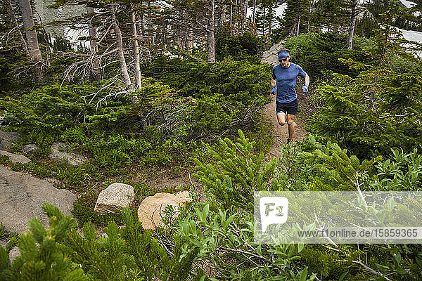 Man Trail führt an Nadelbäumen in Indian Peaks Wilderness  Colorado  vorbei