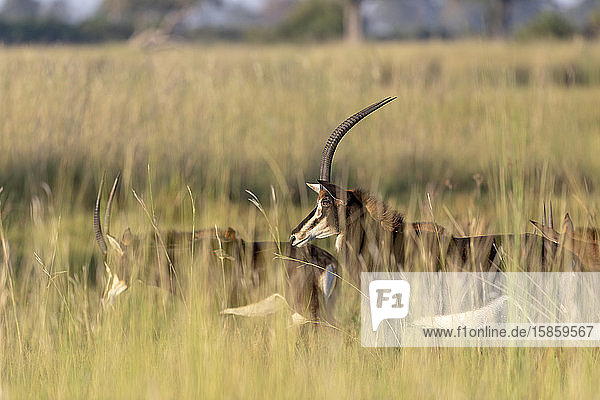 eine Gruppe von Rappenantilopen wandert in der Savanne durch hohes Gras