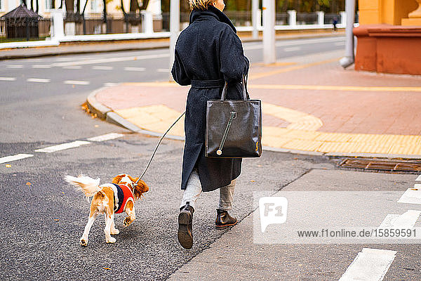 Eine Frau geht in der Stadt mit einem Kavalier King Charles Spaniel Hund spazieren.