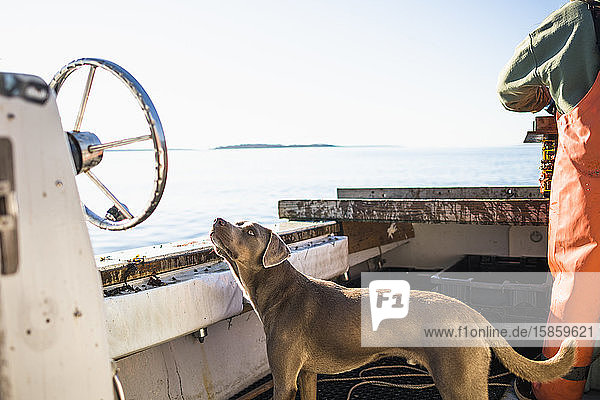 Boat dog joinig for Aquaculture shellfishing on Narragansett Bay