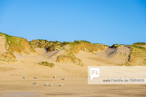 Dünen und Strand an der Nordsee  Julianadorp  Niederlande