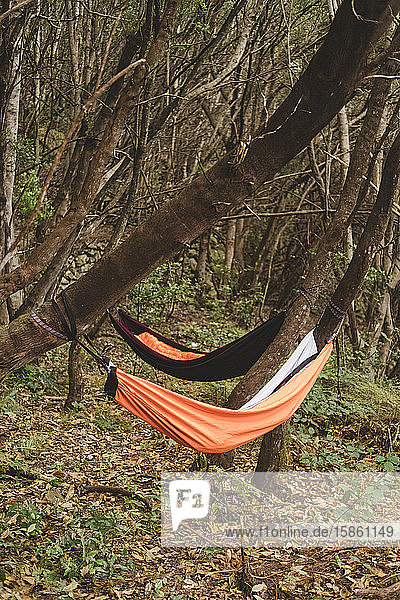Two empty hammocks hang from trees in rainforest