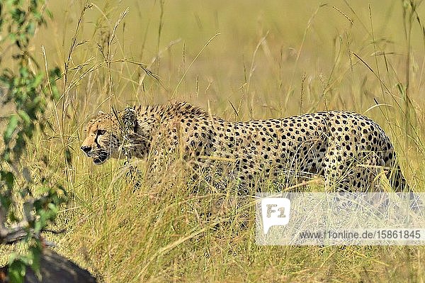 A beautiful cheetah hunts it's prey