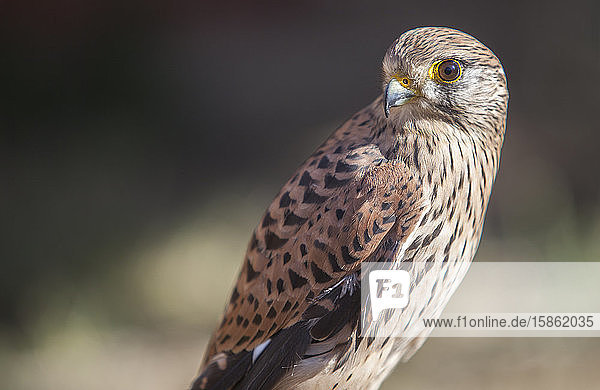 Rötelfalke weiblich Nahaufnahme oder Falco naumanni
