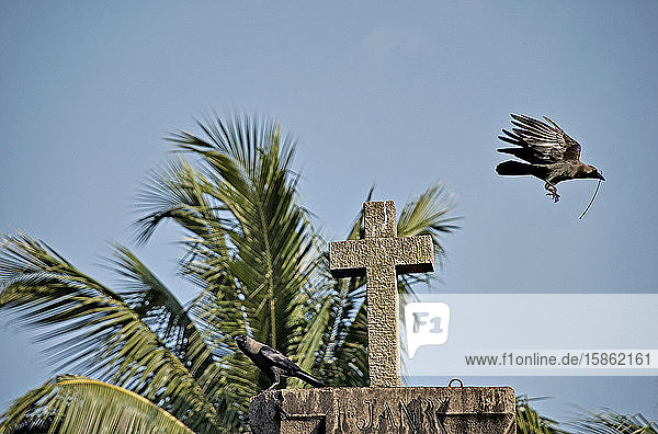 Crows around catholic church