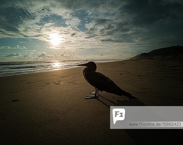 Kleiner und ruhiger Seevogel im Sand im Gegenlicht.