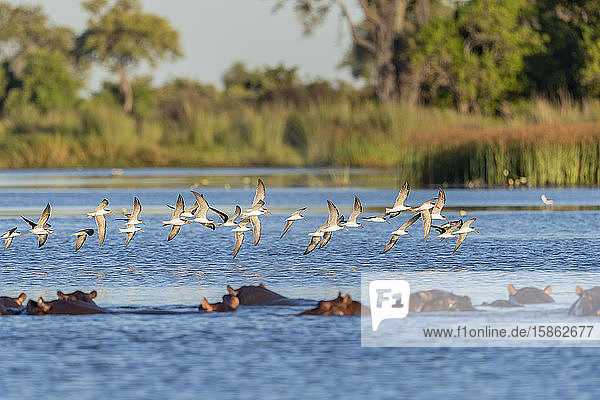 African Skimmers fliegt über einen Fluss mit Flusspferd im Vordergrund