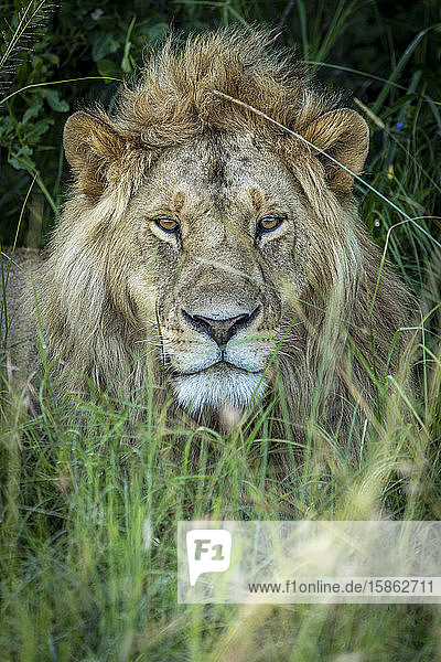 ein junger männlicher Löwe liegt im Gras im Schatten