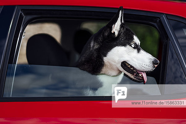 Sibirischer Schlittenhund  der aus dem Fahrzeugfenster schaut.