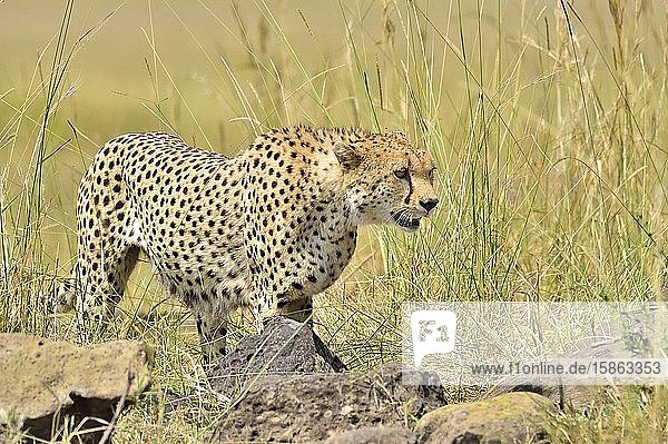 A cheetah stalks it's prey