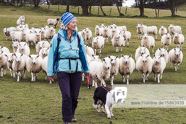Eine Frau  die mit einem Border-Collie-Hund auf dem Deichwanderweg des Offa durch ein Schafsfeld in der Nähe von Newchurch  Wales  läuft.