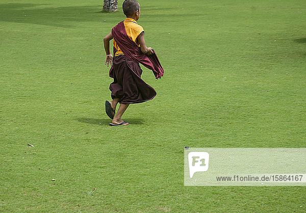 Kleiner Mönch rennt im Grasfeld