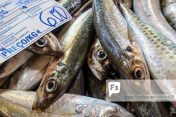 Frische Sardinen auf dem Fischmarkt  Algarve  Portugal