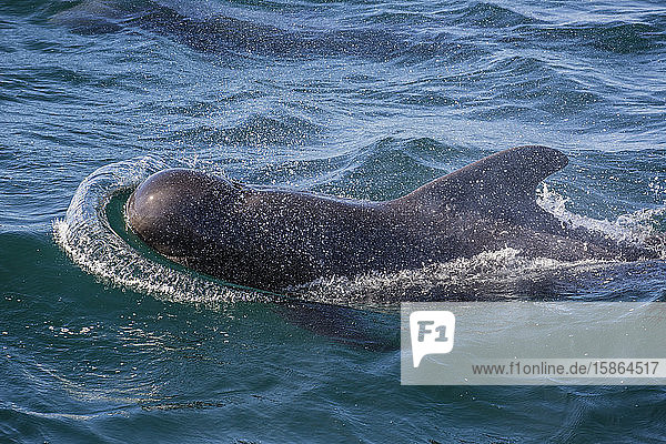 Short-finned pilot whale (Globicephala macrorhynchus) surfacing near Isla San Pedro Martir Baja California Mexico North America