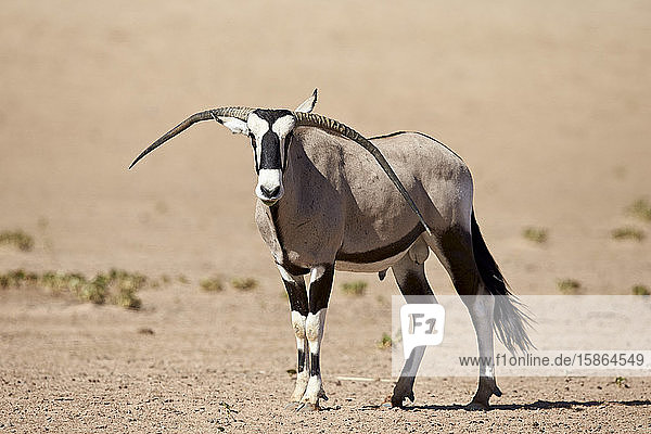 Gemsbock (Südafrikanische Oryxantilope) (Oryx gazella)  männlich mit deformierten Hörnern  Kgalagadi Transfrontier Park  der den ehemaligen Kalahari Gemsbok National Park umfasst  Südafrika  Afrika