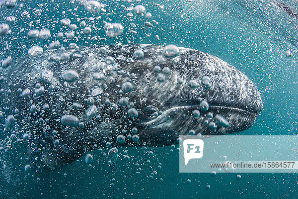 Kalb eines kalifornischen Grauwals (Eschrichtius robustus) unter Wasser in der Lagune von San Ignacio  Baja California Sur  Mexiko  Nordamerika