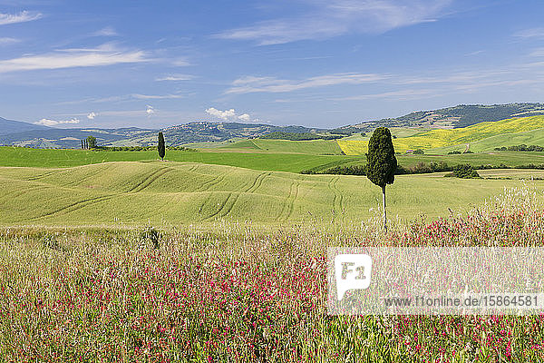 Toskanische Landschaft mit Zypresse  in der Nähe von Pienza  Val d'Orcia (Orcia-Tal)  UNESCO-Weltkulturerbe  Provinz Siena  Toskana  Italien  Europa
