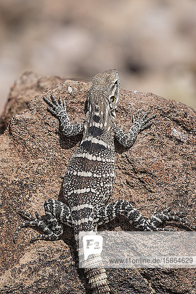 Ein juveniler Stachelschwanzleguan (Ctenosaura conspicuosa)  Isla San Esteban  Baja California  Mexiko  Nordamerika