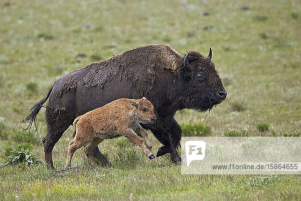 Bison (Bison bison) Kuh und Kalb laufen im Regen  Yellowstone National Park  Wyoming  Vereinigte Staaten von Amerika  Nordamerika