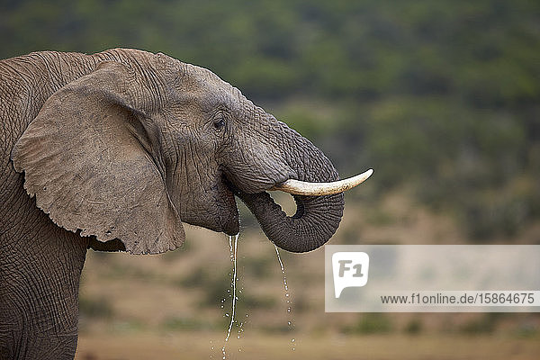 Afrikanischer Elefant (Loxodonta africana) beim Trinken  Addo Elephant National Park  Südafrika  Afrika