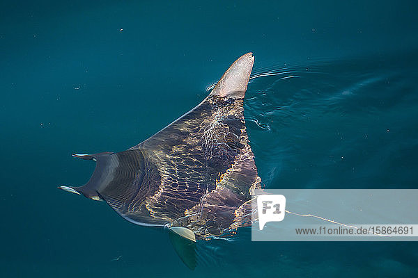 Mobula Mobula spp with wingtips above the surface near Isla Danzante Baja California Sur Mexico North America