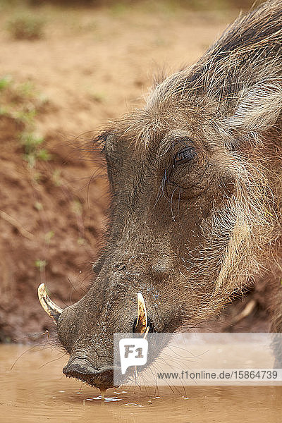 Warzenschwein (Phacochoerus aethiopicus) beim Trinken  Addo Elephant National Park  Südafrika  Afrika