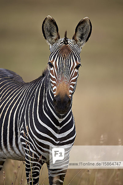 Kap-Bergzebra (Equus zebra zebra)  Bergzebra-Nationalpark  Südafrika  Afrika