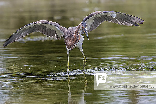 An adult tricolored heron (Egretta tricolor) stalking prey in a stream San Jose del Cabo Baja California Sur Mexico North America