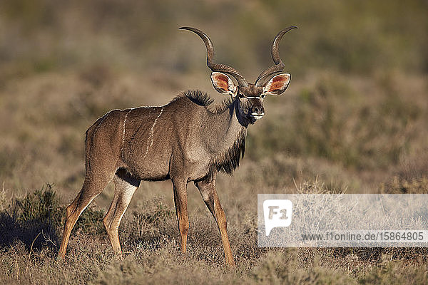 Großer Kudu (Tragelaphus strepsiceros) Bock  Karoo National Park  Südafrika  Afrika