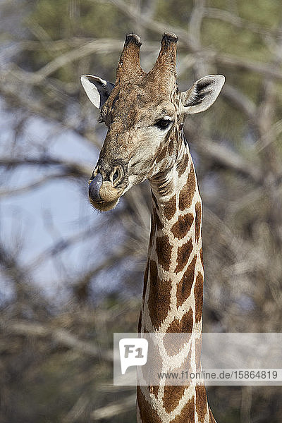 Kap-Giraffe (Giraffa camelopardalis giraffa) leckt sich nach dem Trinken die Nase  Kgalagadi Transfrontier Park  der den ehemaligen Kalahari Gemsbok National Park umfasst  Südafrika  Afrika