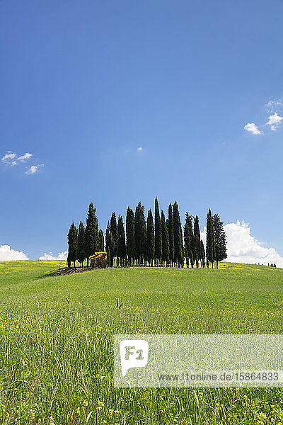 Gruppe von Zypressen  in der Nähe von San Quirico  Val d'Orcia (Orcia-Tal)  UNESCO-Weltkulturerbe  Provinz Siena  Toskana  Italien  Europa