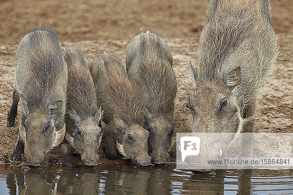 Ausgewachsenes Warzenschwein (Phacochoerus aethiopicus) und Ferkel beim Trinken  Addo Elephant National Park  Südafrika  Afrika