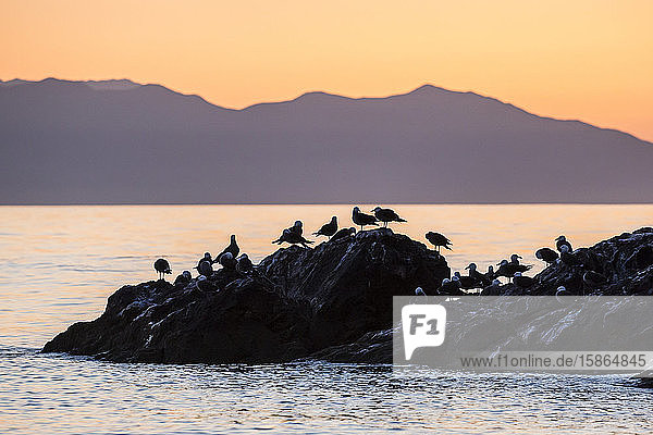 Heermann's gulls (Larus heermanni) at sunset on Isla Rasita Baja California Mexico North America