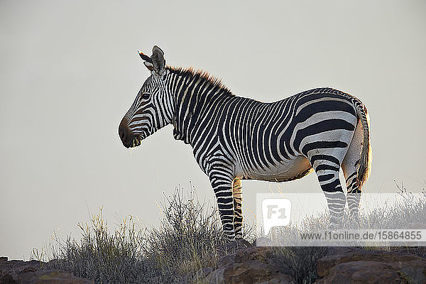 Kap-Bergzebra (Equus zebra zebra)  Karoo National Park  Südafrika  Afrika