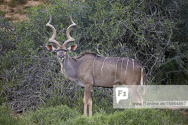 Großer Kudu (Tragelaphus strepsiceros)  männlich  Addo Elephant National Park  Südafrika  Afrika