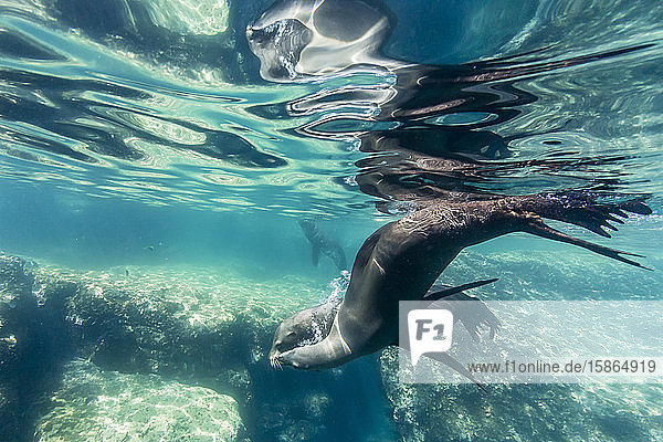 Adult California sea lions (Zalophus californianus) underwater at Los Islotes Baja California Sur Mexico North America