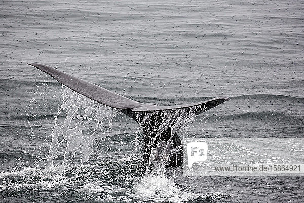 Adult sperm whale (Physeter macrocephalus) flukes-up dive near Isla San Pedro Martir Baja California Mexico North America