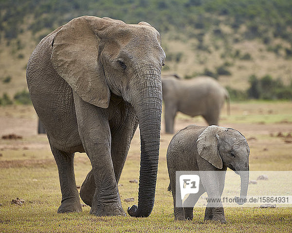 Afrikanischer Elefant (Loxodonta africana)  Erwachsene und Baby  Addo Elephant National Park  Südafrika  Afrika