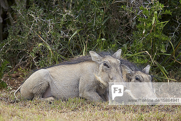Warzenschwein (Phacochoerus aethiopicus) Ferkel  Addo Elephant National Park  Südafrika  Afrika