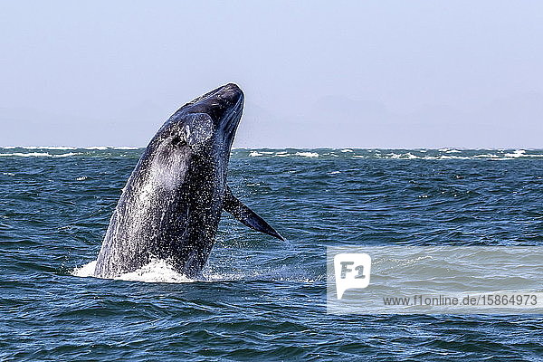 California gray whale calf (Eschrichtius robustus) breaching in San Ignacio Lagoon Baja California Sur Mexico North America
