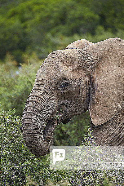 Afrikanischer Elefant (Loxodonta africana) beim Fressen  Addo Elephant National Park  Südafrika  Afrika
